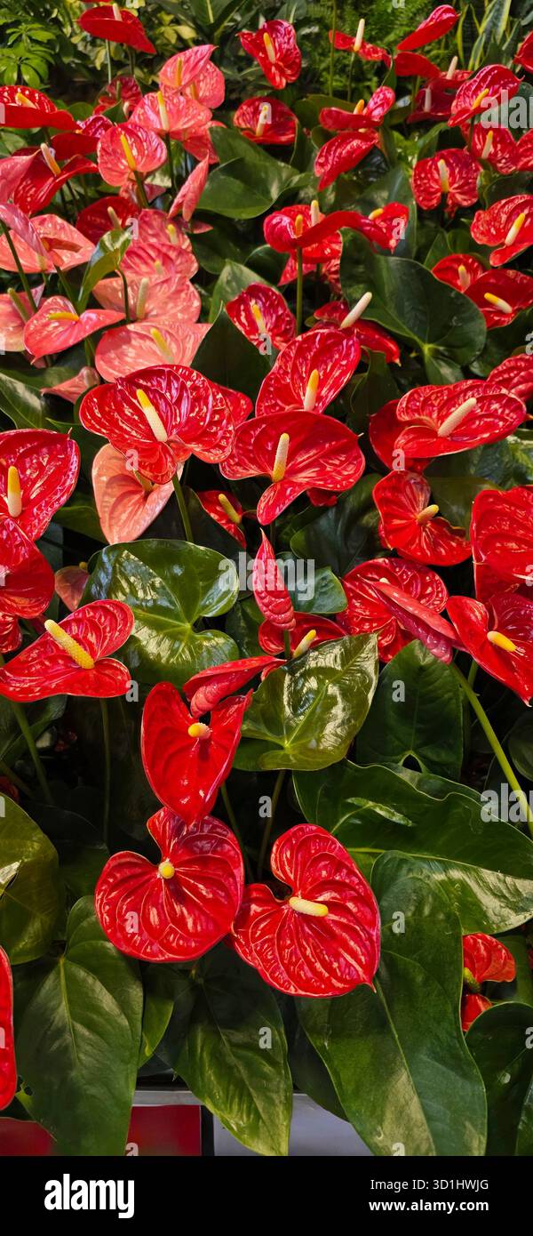 Lush display of vibrant red and pink anthurium flowers surrounded by rich green foliage, creating a lively and colorful garden atmosphere. - Smartphone Captured Stock Image