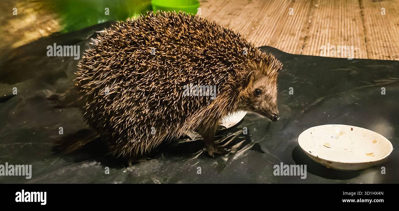 Hedgehog is curiously exploring a food dish on a dark surface, surrounded by a cozy atmosphere with soft lighting and natural textures. - Smartphone Captured Stock Image