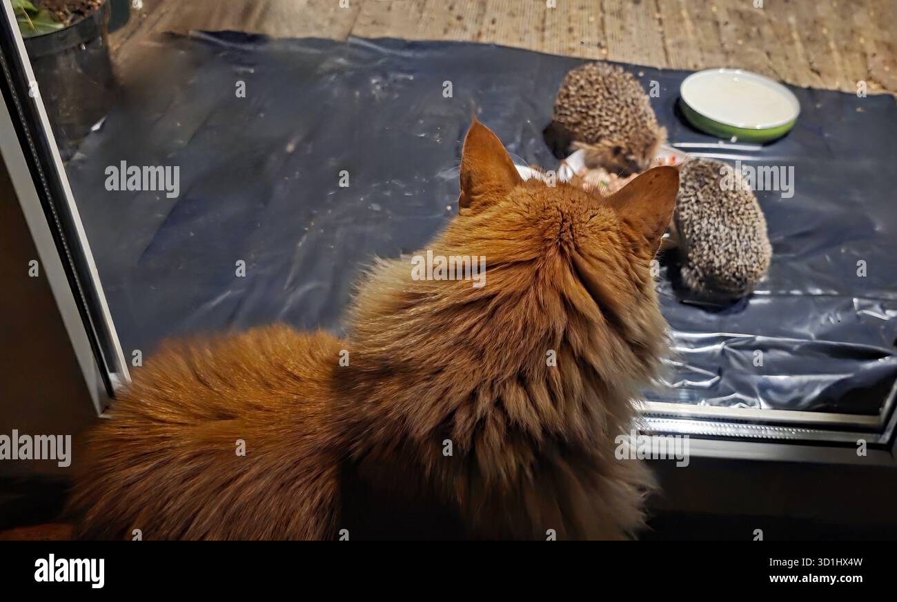 Cat is intently watching two hedgehogs through a glass door, with a food bowl placed nearby, creating a curious and playful atmosphere. - Smartphone Captured Stock Image