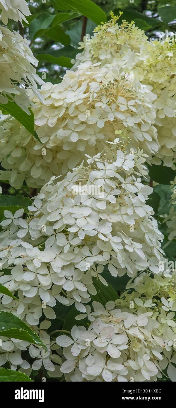 White hydrangea flowers are blooming vibrantly in a lush green garden, showcasing delicate petals and rich foliage surrounding them. - Smartphone Captured Stock Image