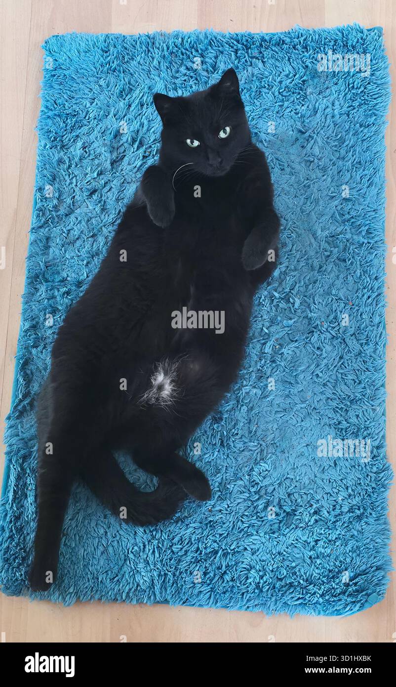Black feline is lounging comfortably on a soft blue rug, showcasing a relaxed posture and playful demeanor in a cozy indoor setting. - Smartphone Captured Stock Image
