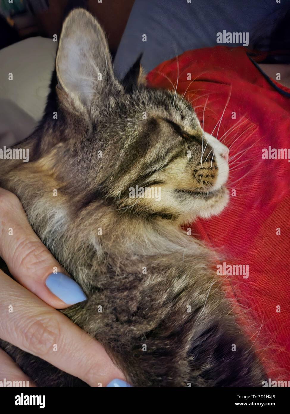 Domestic cat is resting comfortably in a human's hand, showcasing soft fur and a serene expression, creating a warm and cozy atmosphere. - Smartphone Captured Stock Image