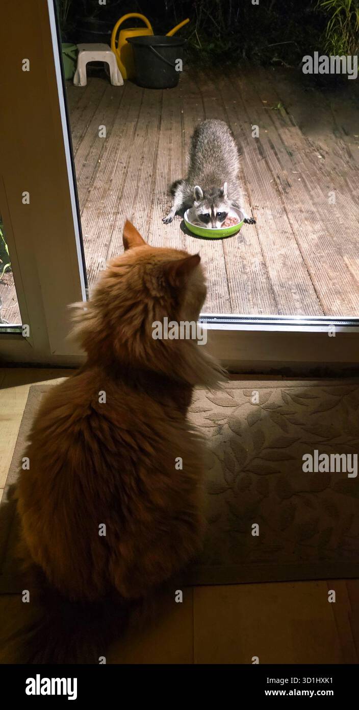 Cat is watching a raccoon eating from a bowl on a wooden deck, illuminated by soft night lighting, creating a curious atmosphere. - Smartphone Captured Stock Image