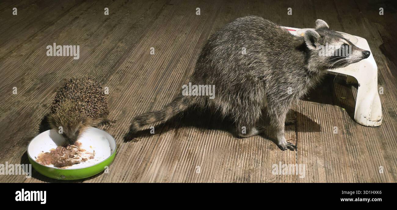 Raccoon and hedgehog are interacting while sharing food in a warm indoor environment, showcasing their unique companionship and behaviors. - Smartphone Captured Stock Image