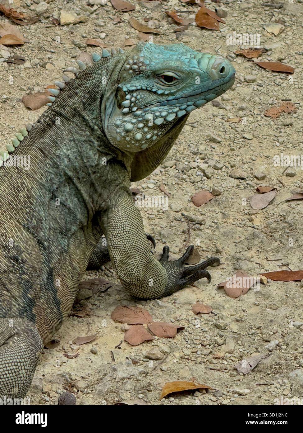 Endangered Blue Iguana (Cyclura lewisi) resting on dry ground at the Blue Iguana Conservation facility in Grand Cayman, Cayman Islands. - Smartphone Captured Stock Image