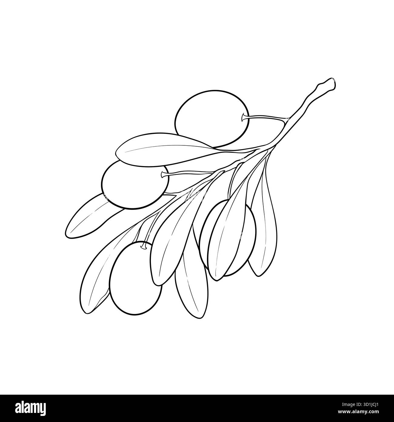 Set of black and white outline Olive branch with leaves and olives ...