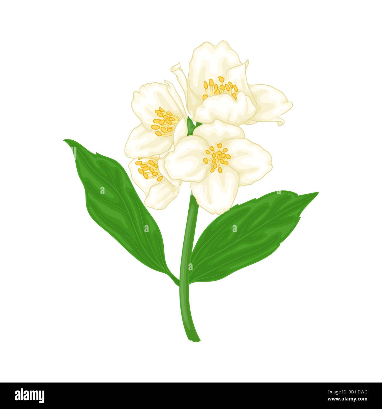 Essential aroma jasmine flowers Stock Vector Images - Alamy