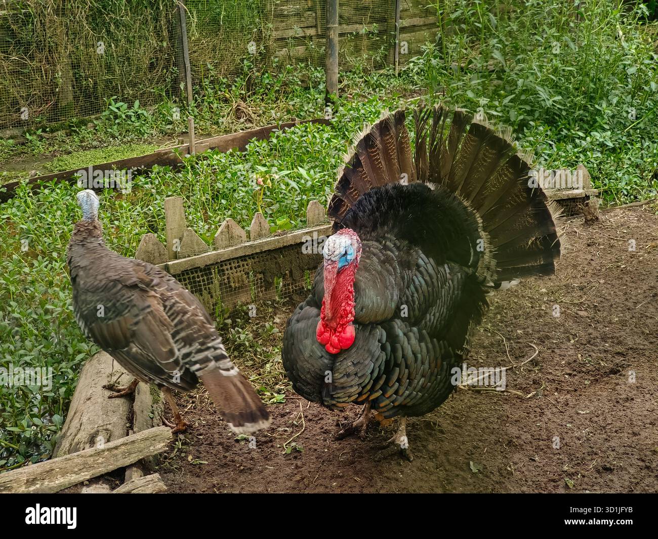 Turkey Back Open Pair of turkeys in an open farm enclosure, with the male turkey ...
