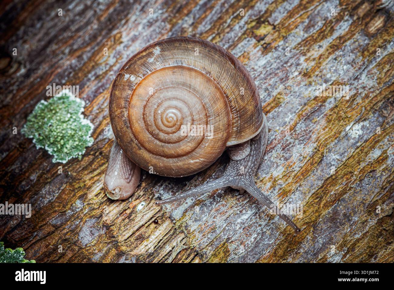 Snail with a spiraled shell crawling slowly across weathered wood ...