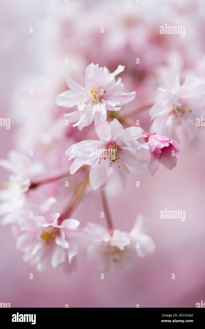 Cherry blossom soft focus hi-res stock photography and images - Alamy