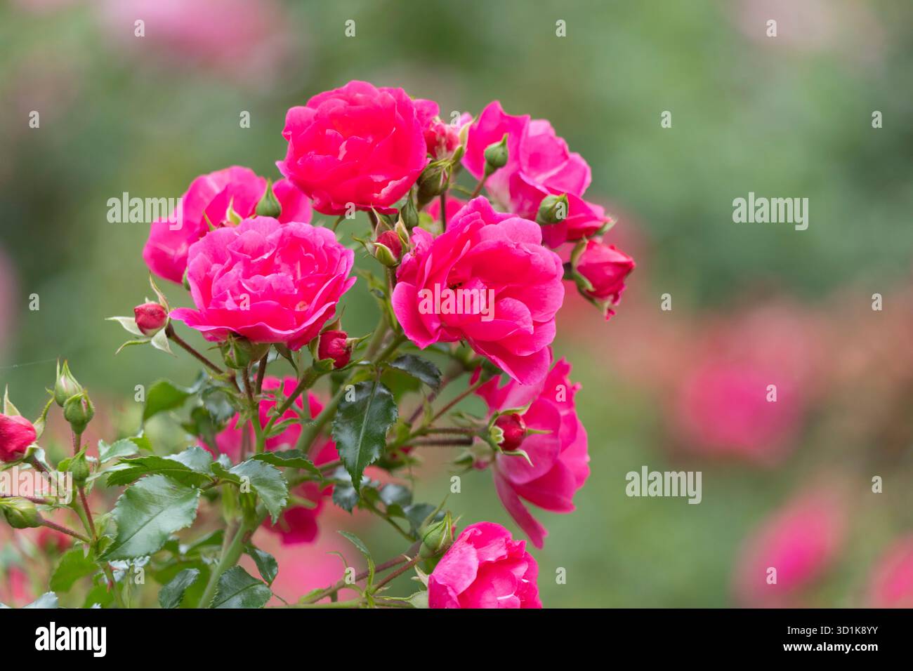 Captivating red roses elegantly showcasing their beauty within a ...