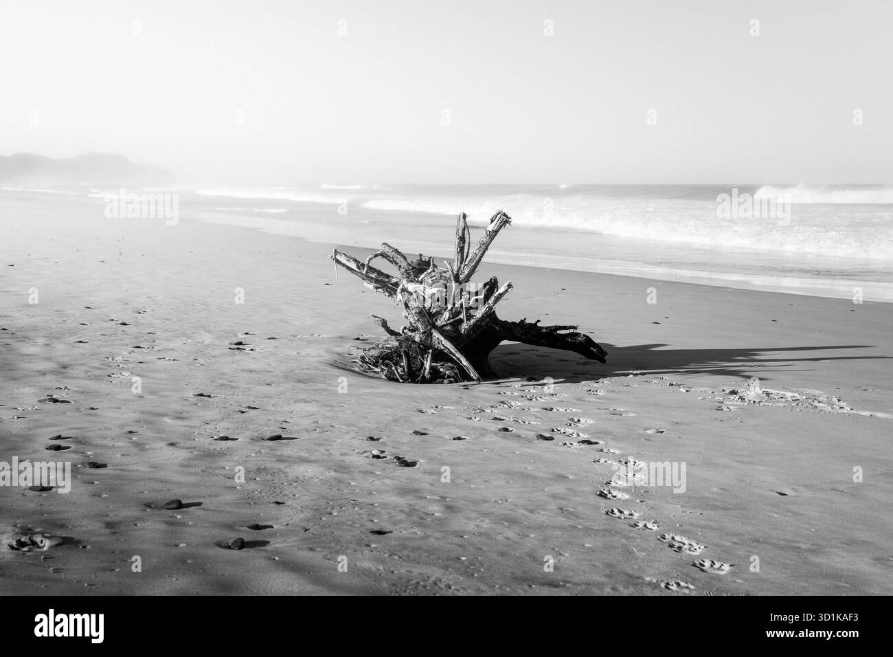 Tree log near the ocean at the beach Stock Photo - Alamy