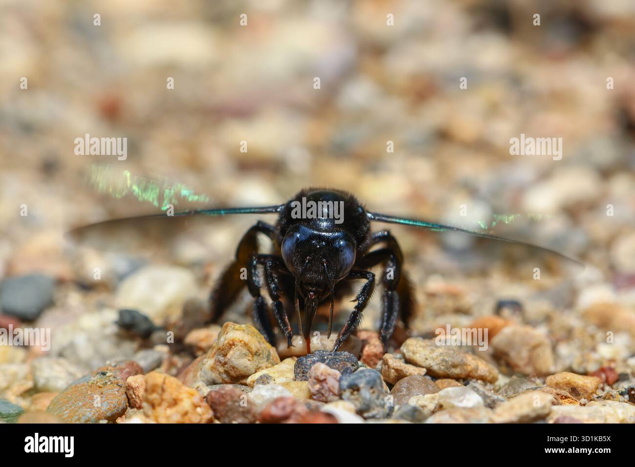 close up Xylocopa insect with beautiful blue wings, nature background ...