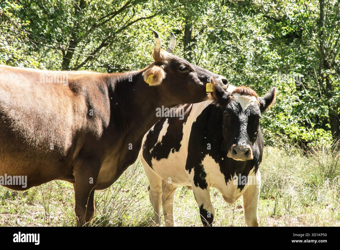 Ecologically raised cattle graze on a sunny mountain meadow. Pastoral rural idyll and caring for livestock Stock Photo