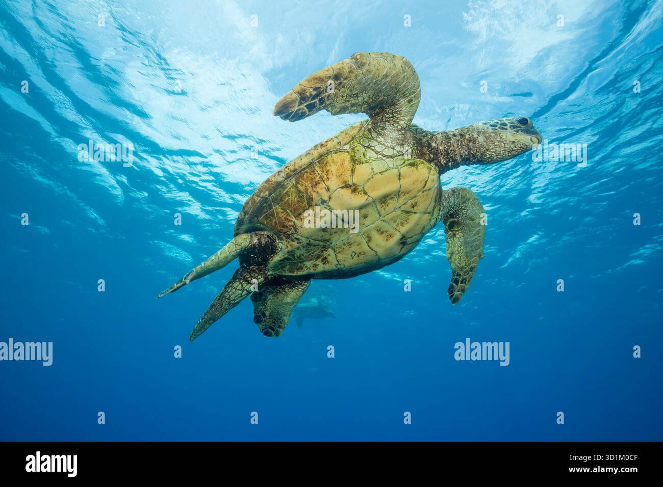 A male green sea turtle, Chelonia mydas, an endangered species, off West Maui, Hawaii. Stock Photo