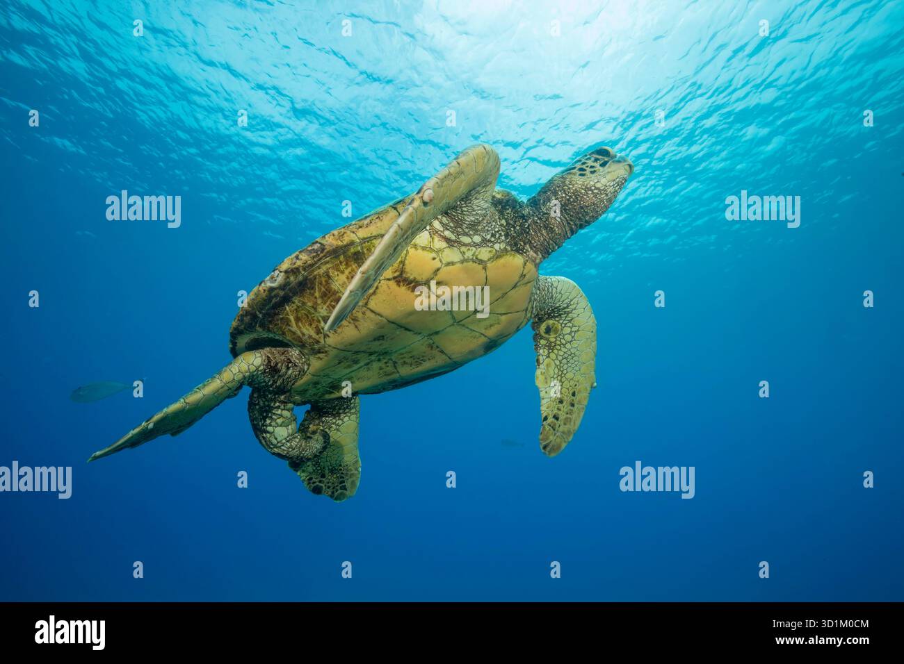 A male green sea turtle, Chelonia mydas, an endangered species, off West Maui, Hawaii. Stock Photo