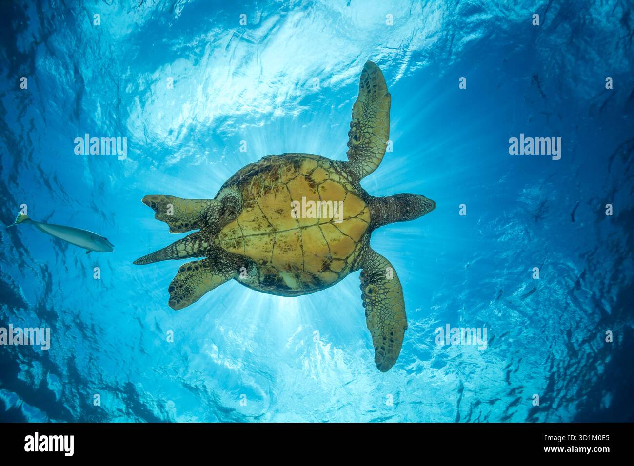 A male green sea turtle, Chelonia mydas, an endangered species, off West Maui, Hawaii. Stock Photo