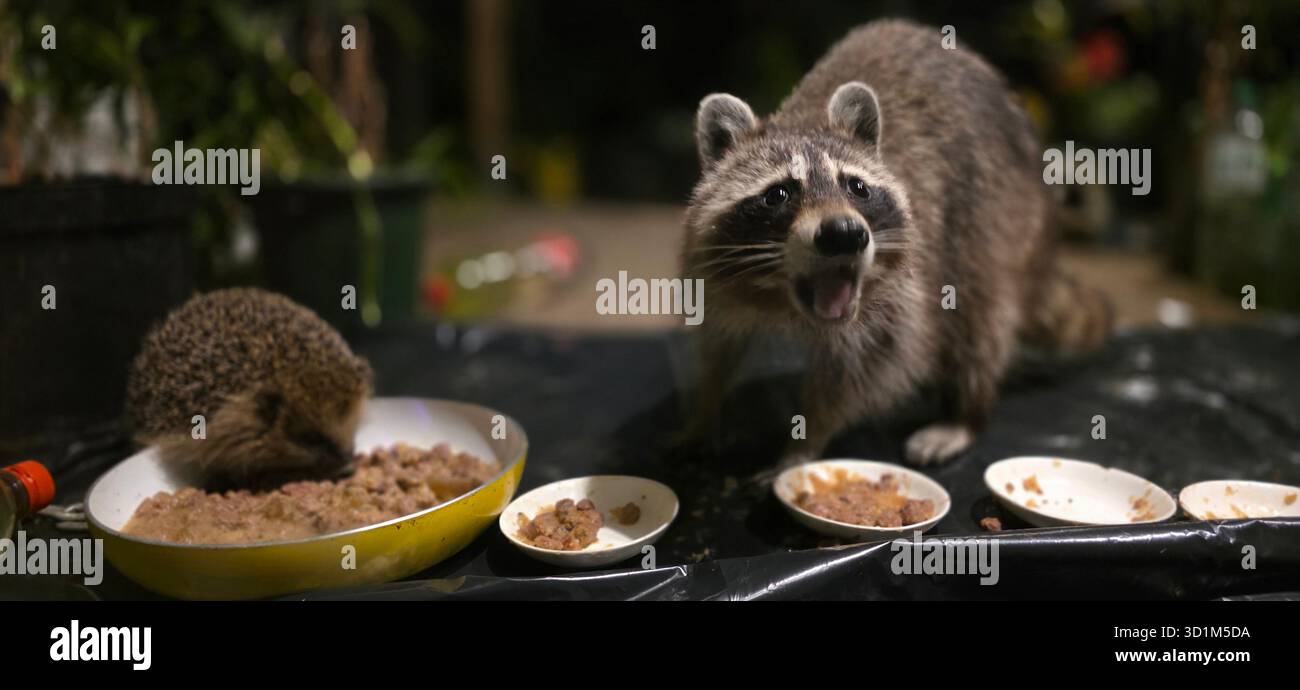 Raccoon and hedgehog are eating from bowls in a garden at night, surrounded by plants and a cozy atmosphere, showcasing wildlife interaction. - Smartphone Captured Stock Image