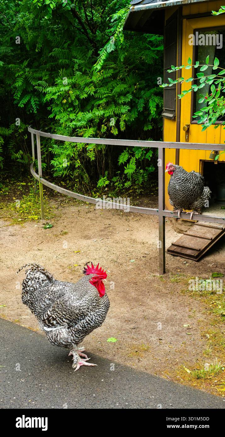 Striped chickens are exploring the area near a wooden coop surrounded by greenery. - Smartphone Captured Stock Image
