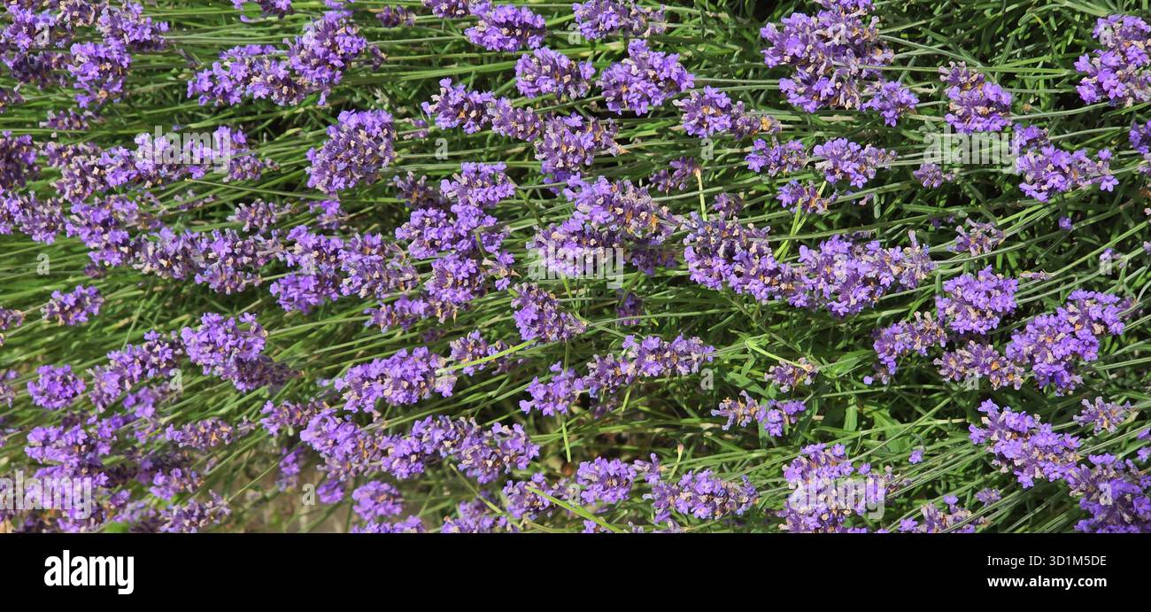 Vibrant lavender flowers are blooming in a lush green field under bright sunlight. - Smartphone Captured Stock Image