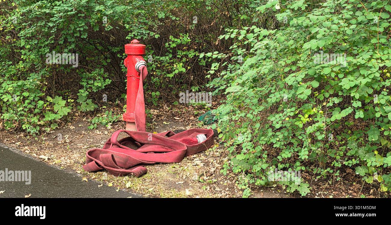 Red fire hydrant is positioned near lush greenery with a fire hose lying on the ground, creating a vibrant outdoor scene. - Smartphone Captured Stock Image