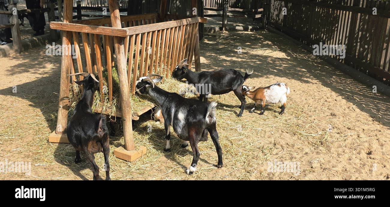 Group of goats is feeding at a wooden trough in a sunny farmyard, surrounded by natural elements and a rustic atmosphere. - Smartphone Captured Stock Image