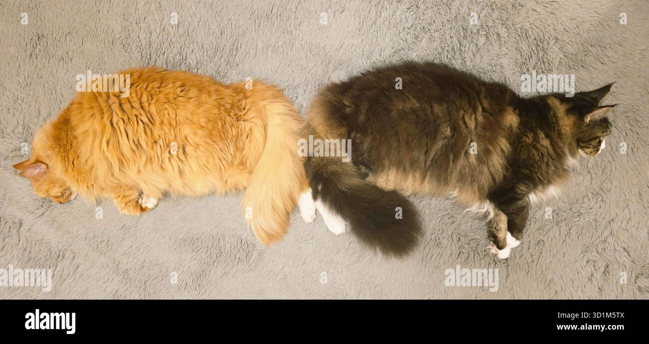 Two cats are sleeping side by side on a soft gray fur blanket, showcasing their relaxed and cozy demeanor. - Smartphone Captured Stock Image