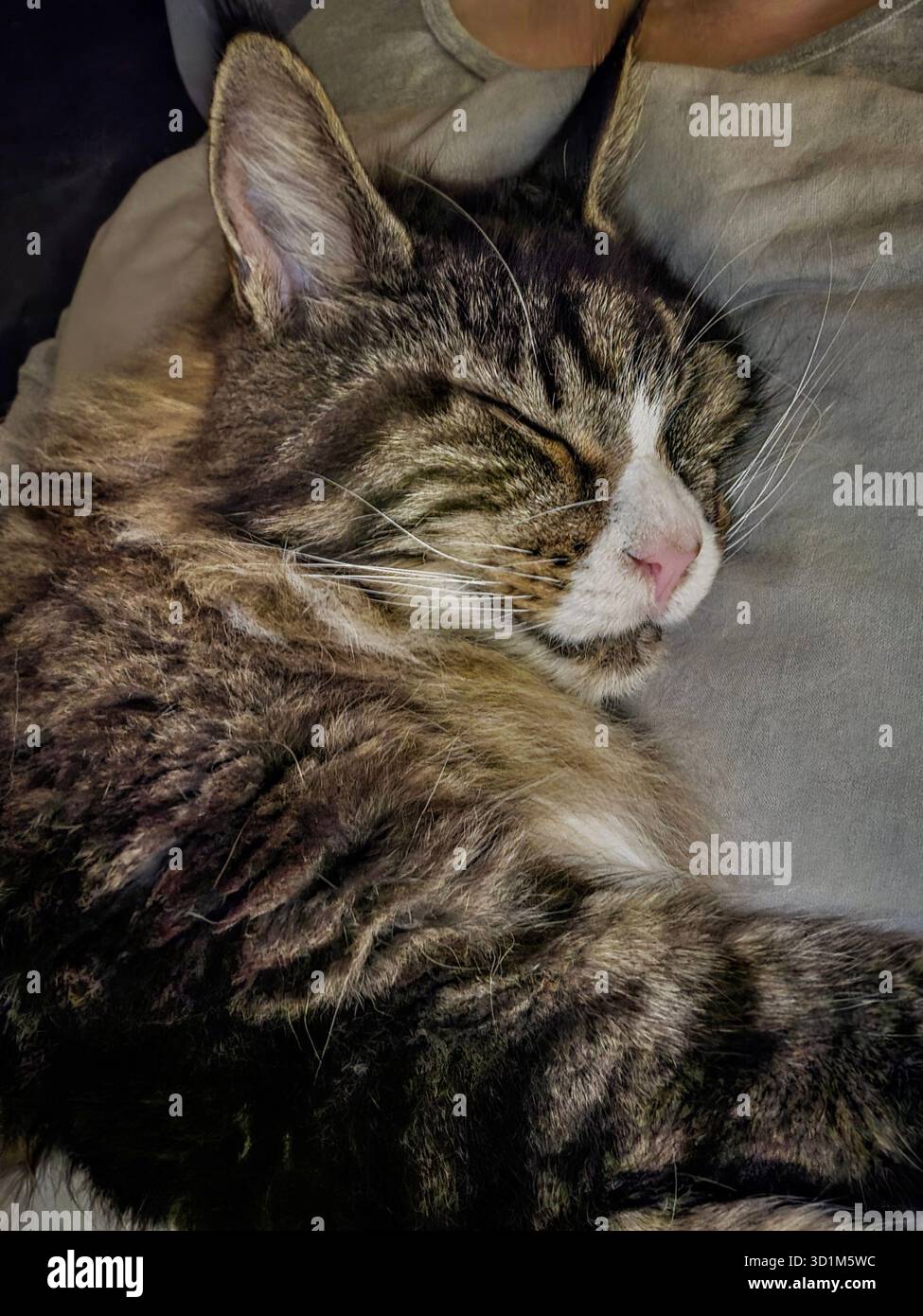Tabby cat is sleeping soundly on a soft blanket, surrounded by warm light, creating a serene and peaceful atmosphere for relaxation. - Smartphone Captured Stock Image