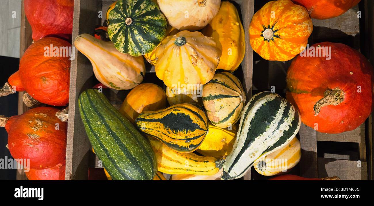 Colorful assortment of various pumpkins and gourds arranged in a wooden crate, showcasing seasonal harvest and vibrant textures. - Smartphone Captured Stock Image