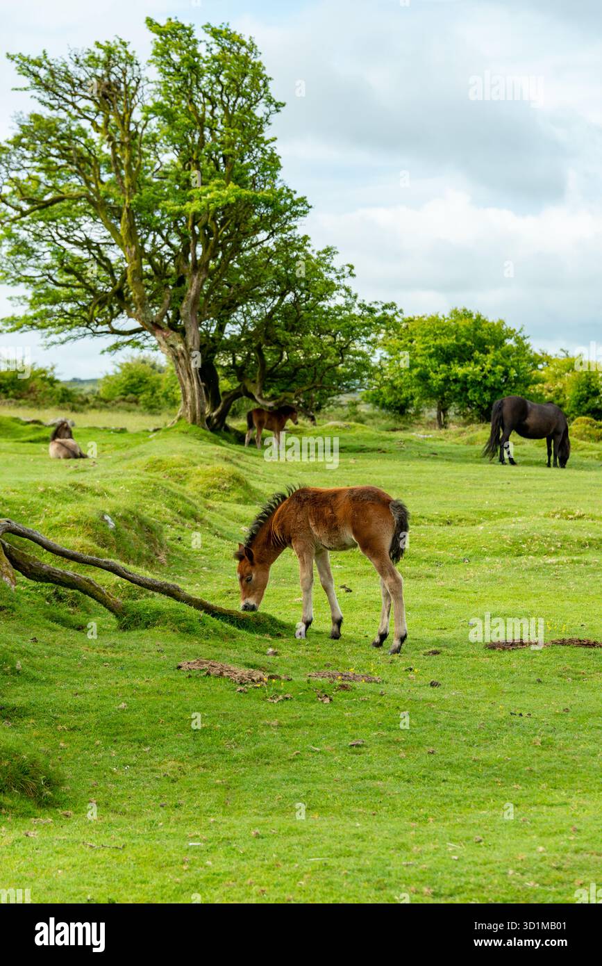 Dartmoor ponies at the site of The White Horse Inn, a quarryman’s pub ...