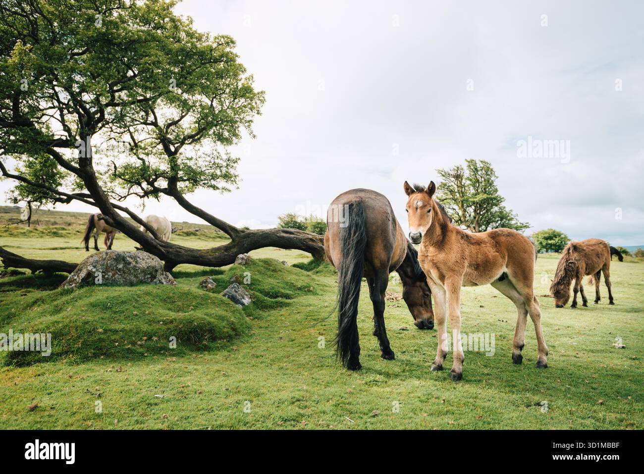Dartmoor ponies at the site of The White Horse Inn, a quarryman’s pub ...