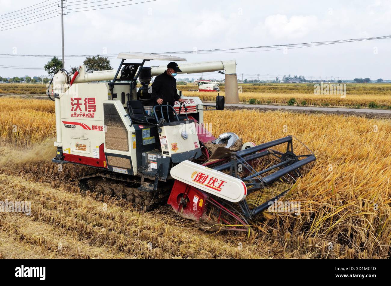 Farmers harvest rice in Yangzhou City, east China's Jiangsu Province ...