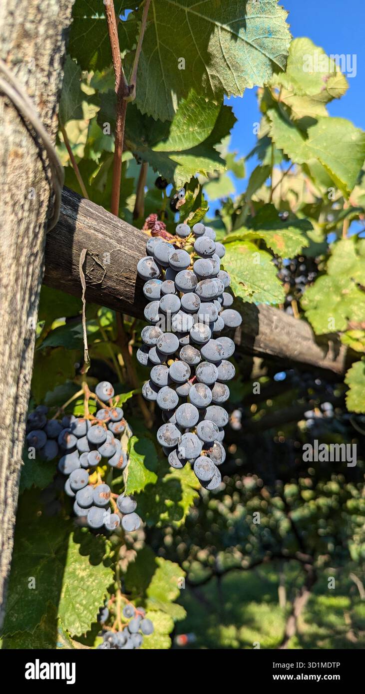 Sunlit Purple Grapes Hanging on Vine Outdoors on wooden supports - Smartphone Captured Stock Image