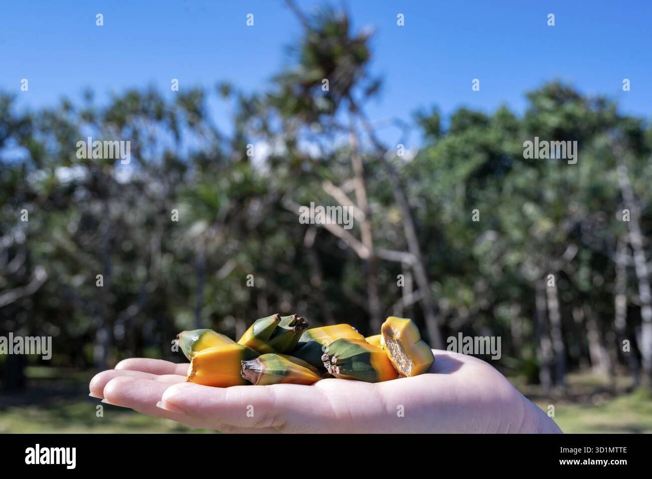 Vacoas plant hi-res stock photography and images - Alamy