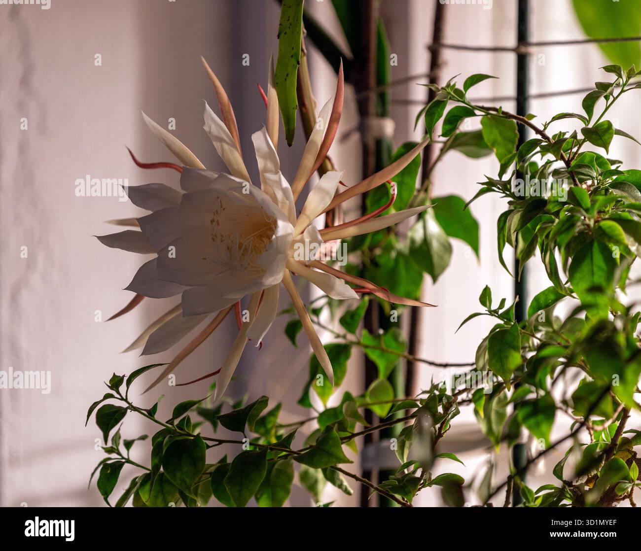 calathea white star kaufen Calathea White Fusion | Calathea White Star