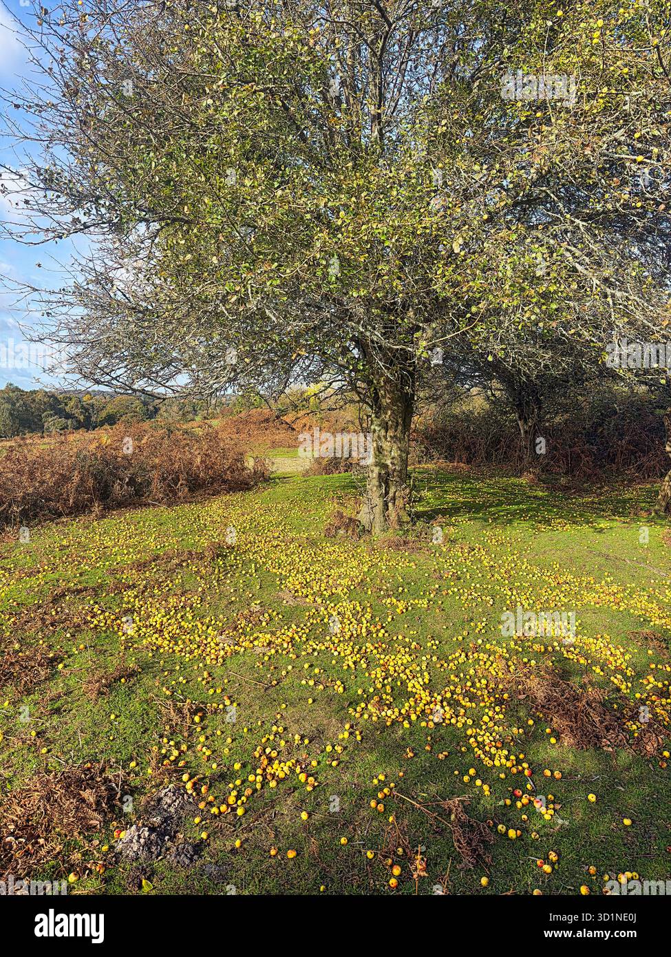 Fallen Crab-apples on the Heathland Floor - Smartphone Captured Stock Image