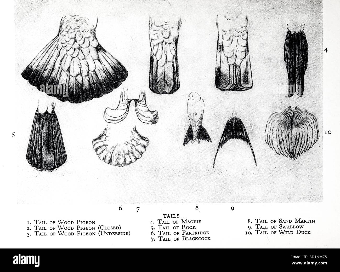 Various bird tails Wood Pigeon, Magpie, Rook, Partridge, Blackcock ...