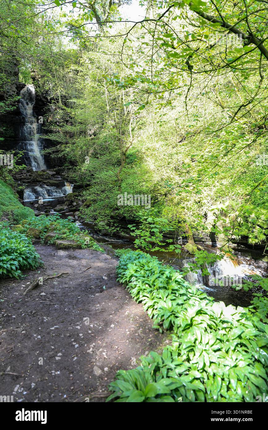 Mill Gill and Whitfield Gill Force waterfall, near Askrigg, Leyburn, Wensleydale, North Yorkshire, England, UK Stock Photo