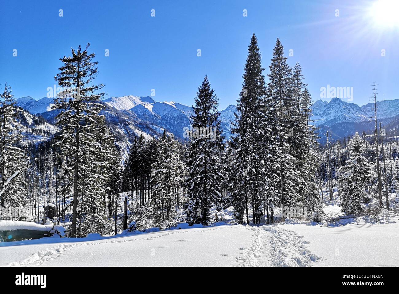 Snowy Black Trail from Rusinowa Polana, Tatra Mountains—panoramic winter view of Vysoké Tatry peaks and snow clad forest. Poland Slovakia Alps scenery - Smartphone Captured Stock Image