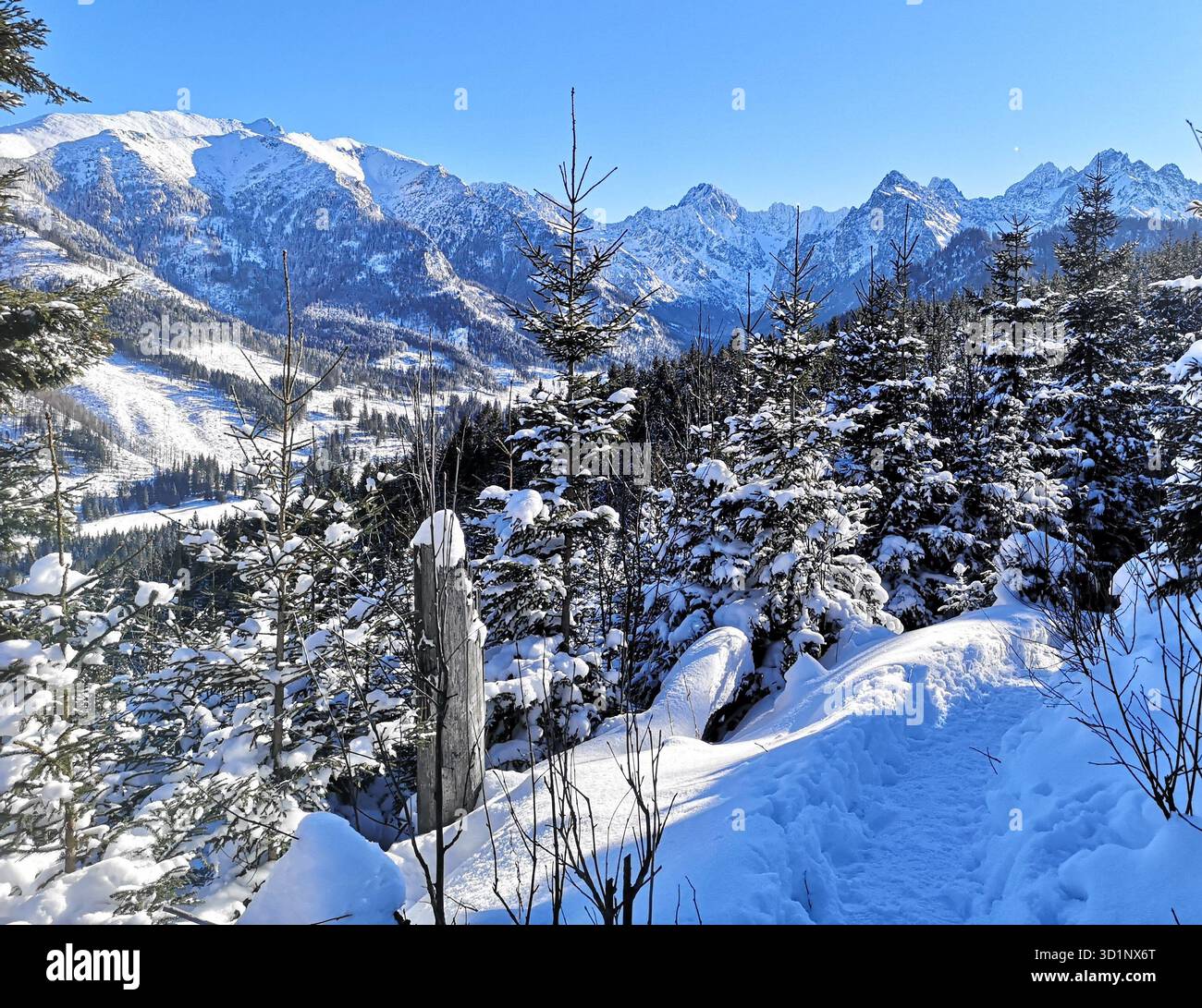 Snowy Black Trail from Rusinowa Polana, Tatra Mountains—panoramic winter view of Vysoké Tatry peaks and snow clad forest. Poland Slovakia Alps scenery - Smartphone Captured Stock Image