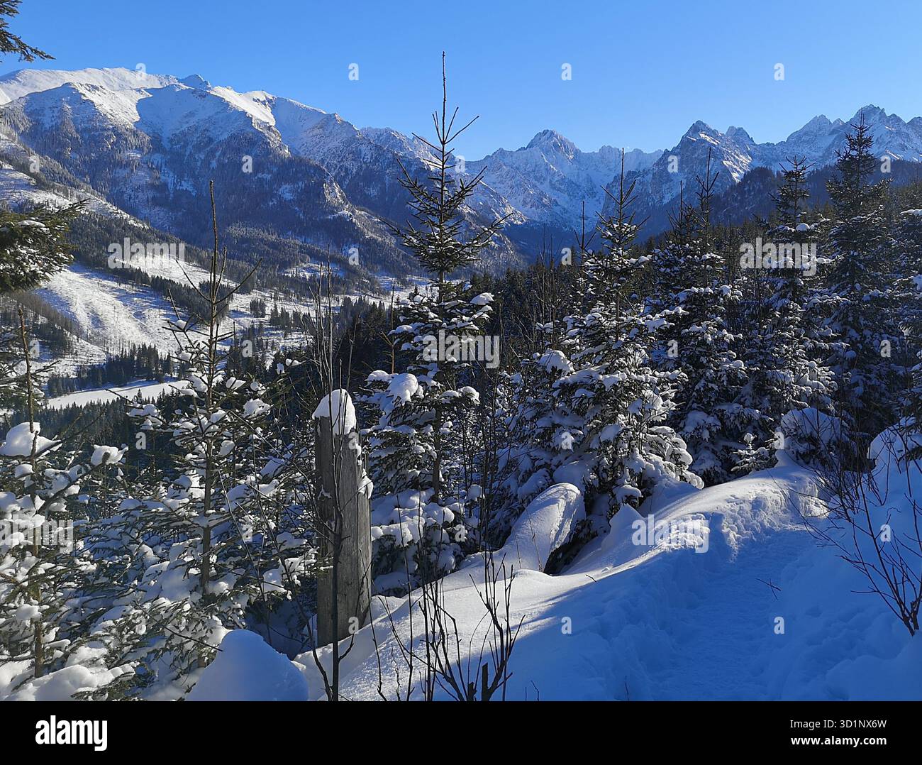 Snowy Black Trail from Rusinowa Polana, Tatra Mountains—panoramic winter view of Vysoké Tatry peaks and snow clad forest. Poland Slovakia Alps scenery - Smartphone Captured Stock Image