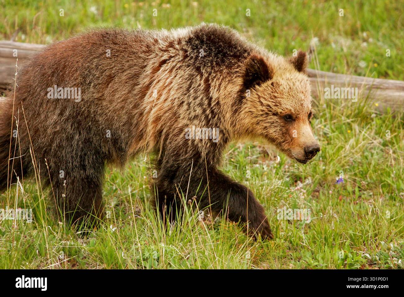 Young Grizzly bear in Yellowstone National Park, Wyoming Stock Photo ...