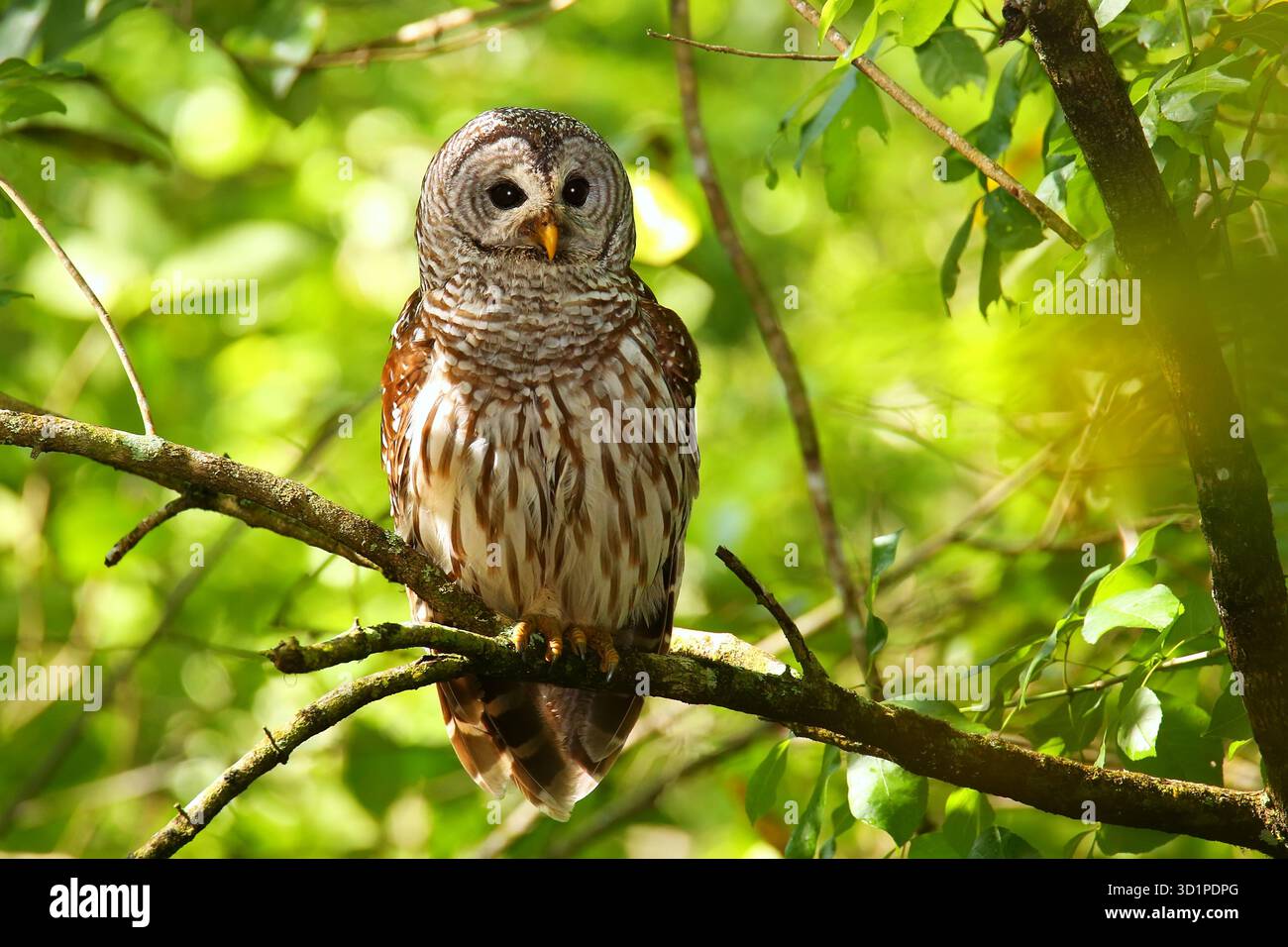 Strix Vari Barred owl (Strix varia) sitting on a tree Stock Photo - Alamy