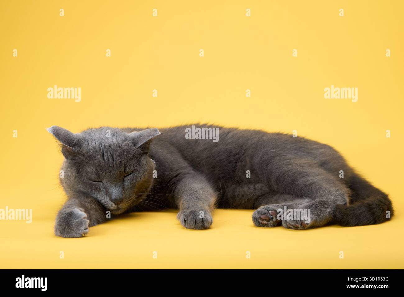 The cat is stretched out with its eyes fully shut on a yellow ...