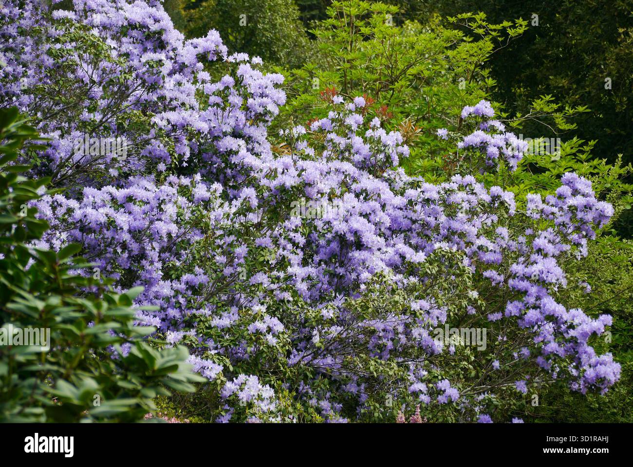 Colourful Lilac Azalea/Rhododendron Shrub on Display in the Borders by ...