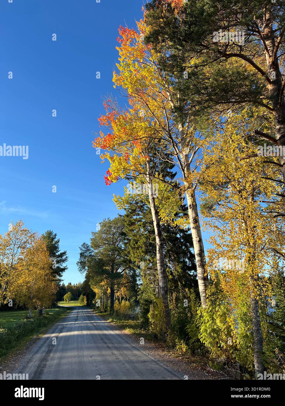 Scenic autumn road with colorful trees under a bright blue sky in Jamtland, Sweden. - Smartphone Captured Stock Image