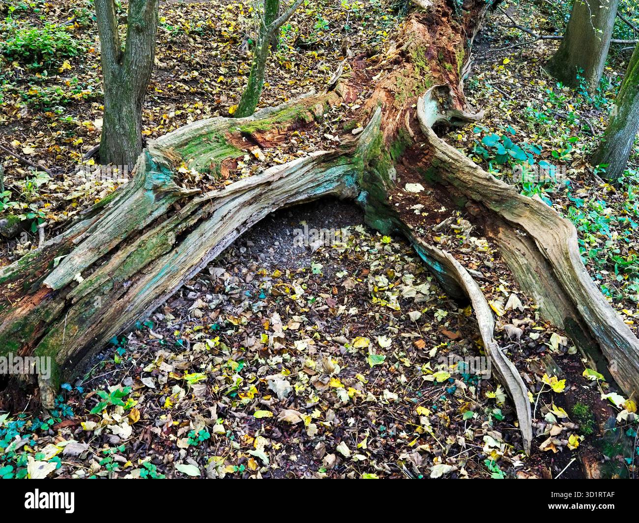 Decaying fallen tree trunk in woodland near Knaresborough North Yorkshire England Stock Photo