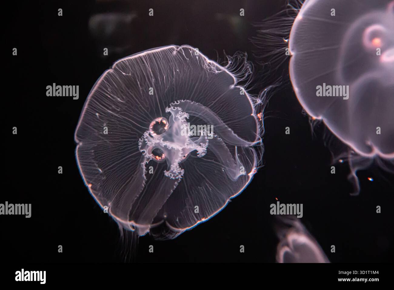 Close up view of a moon jellyfish with a black background Stock Photo ...