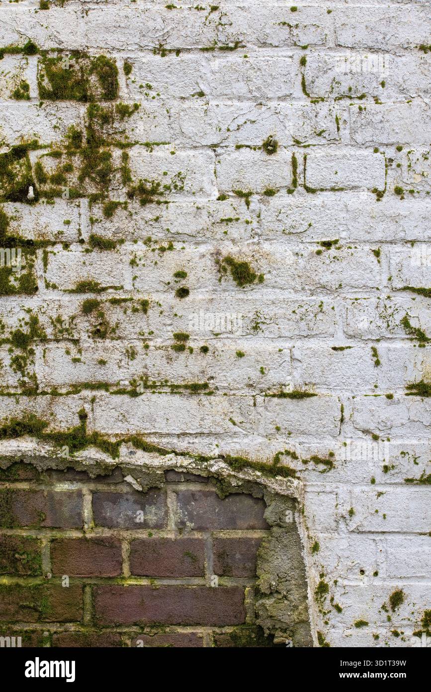 Background weathered brick wall with white plastering Stock Photo