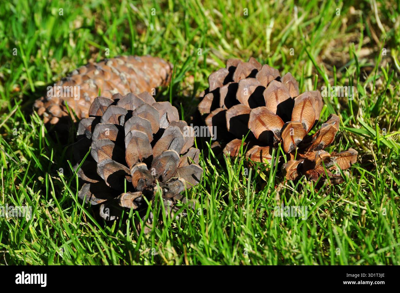 Three pine cones on the grass Stock Photo